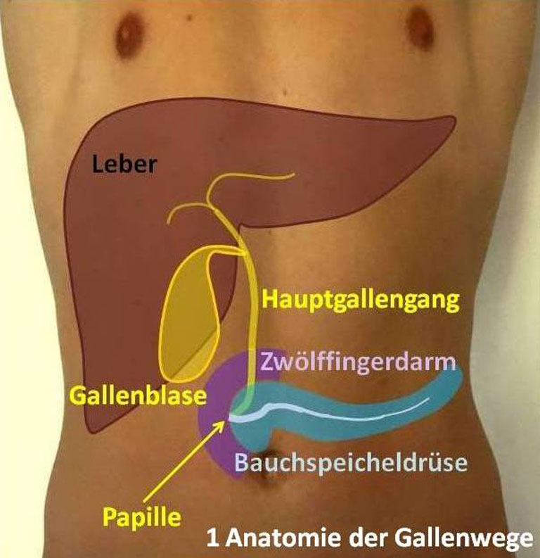 Rechter oberbauch schmerzen galle Schmerzen im